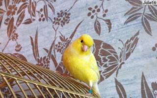Канарейка - «Лучшие птички для дома и души!