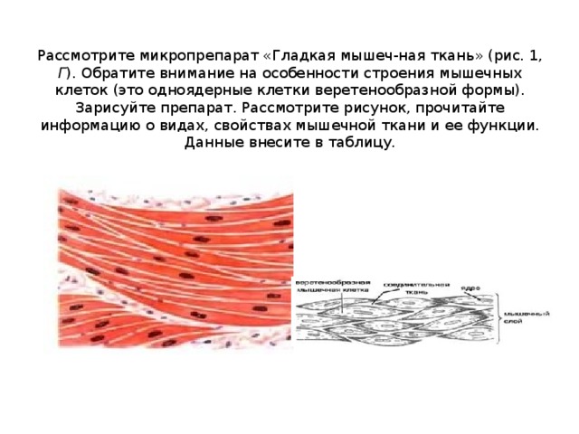 Гладкая мышечная ткань рисунок с подписями