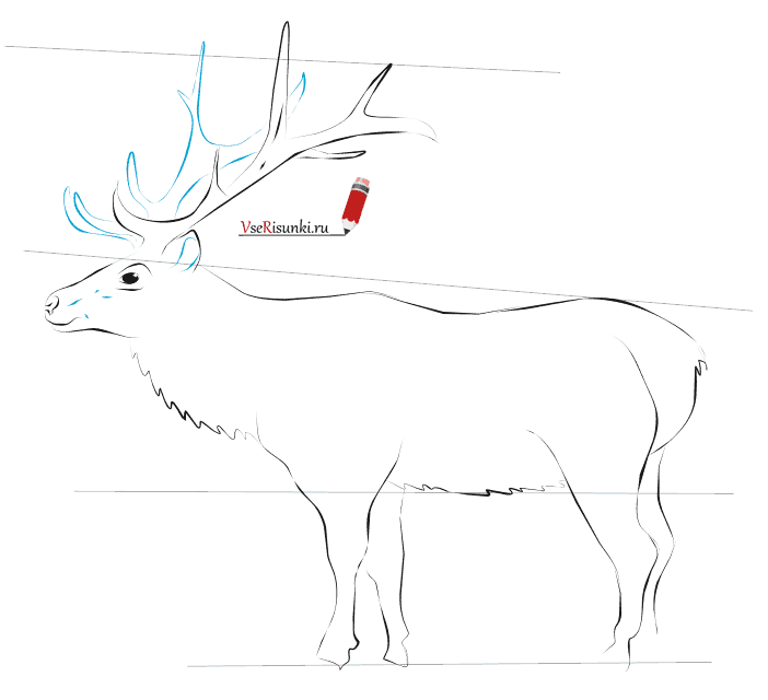 Олень поэтапно. Рисование оленя пошагово. Схема рисования оленя в подготовительной группе.