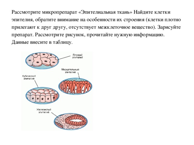 Зарисуйте рассматриваемую. Рассмотрите микропрепарат эпителиальной ткани. Строение клетки эпителиальной ткани. Рассмотрите готовый микропрепарат эпителиальной ткани. Изображение эпителиальной клетки.