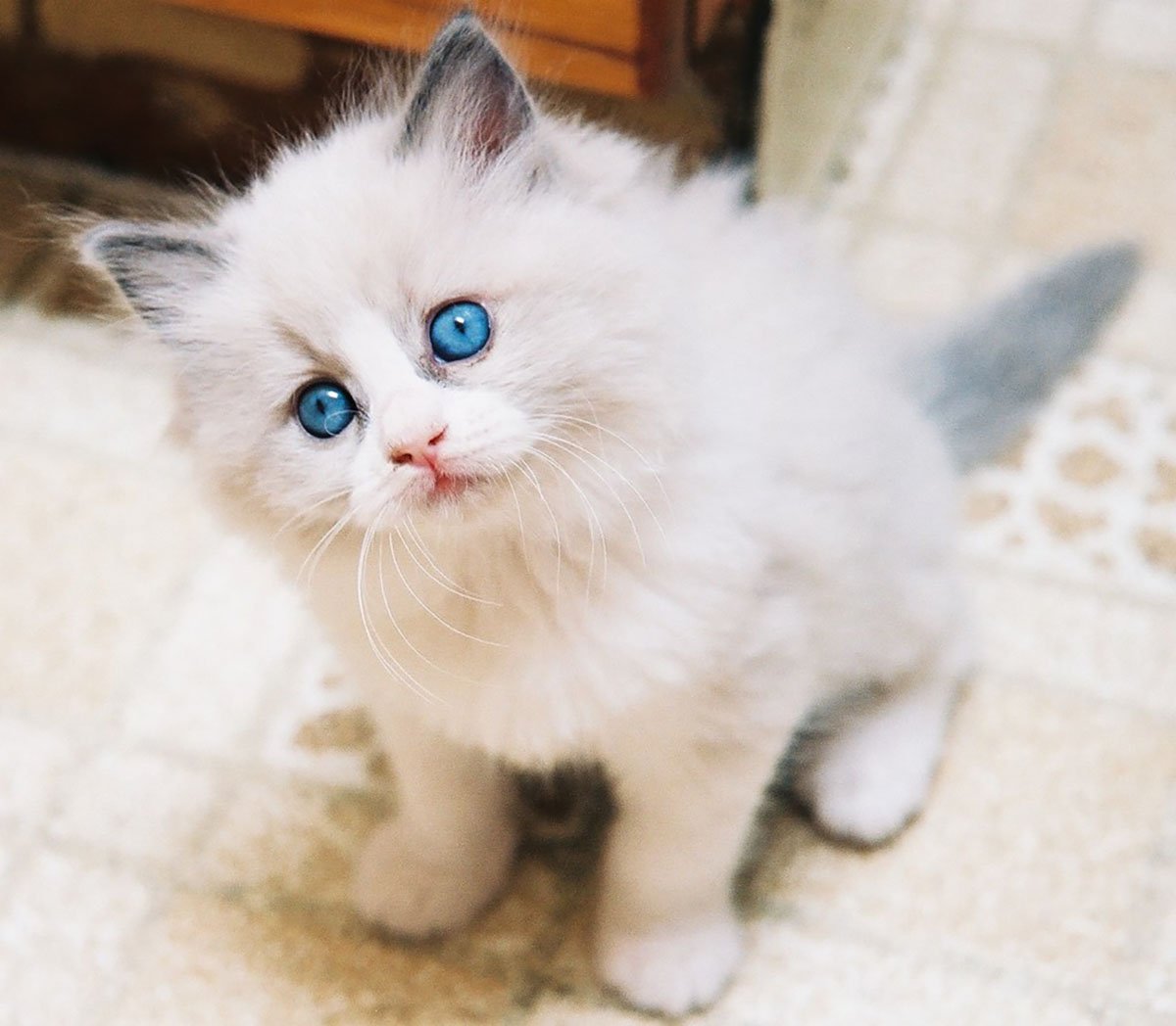 青い目をした黒猫 青い目の猫