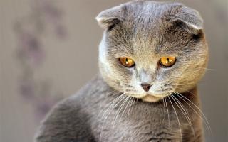 Quali razze di gatti esistono?  Razze di gatti domestici