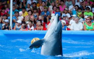 Екскурзия до делфинариума с дете
