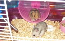Hamster at home: how to care for a small pet