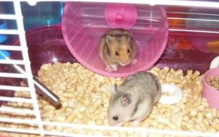 Hamster zu Hause: So pflegen Sie ein kleines Haustier