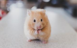 Hamster zu Hause halten – Pflegefunktionen