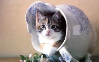 نژاد گربه از تبلیغات ویسکا چیست؟