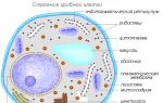 Вегетативные структуры (мицелий)