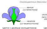 花粉の構造 花粉の構造