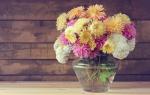Chrysanthemums: why do you dream Dream interpretation of chrysanthemums in vases